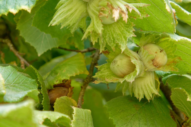 istock Fresh green hazelnuts on the tree ( Corylus avellana ) . Tuscany, Italy 1430392970