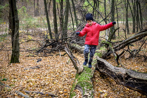 A child walking across a fallen tree going across a river in the woods. Boy spend weekend in autumn forest wearing warm colorful clothes.