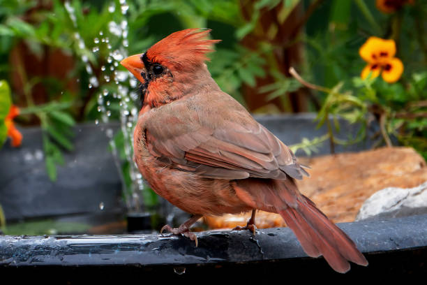 istock northern cardinal on the backyard bird bath 1430394726