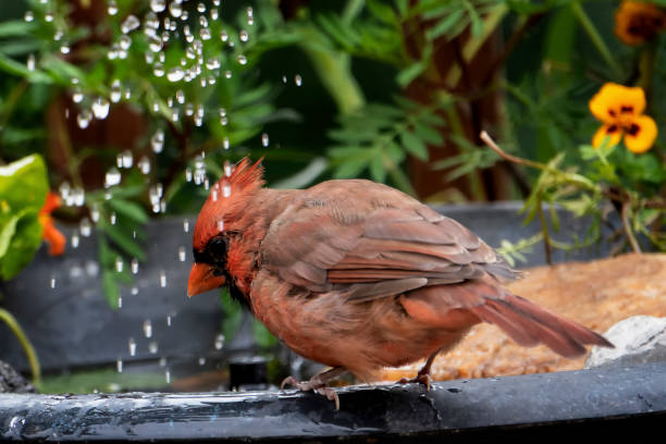 istock northern cardinal on the backyard bird bath 1430394782