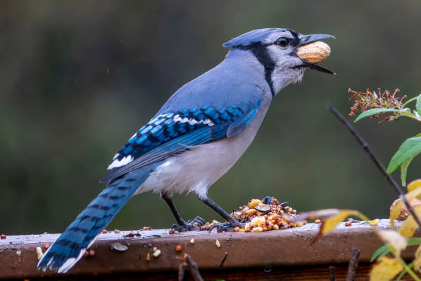 istock A Bluejay finds a peanut on the deck 1430394795