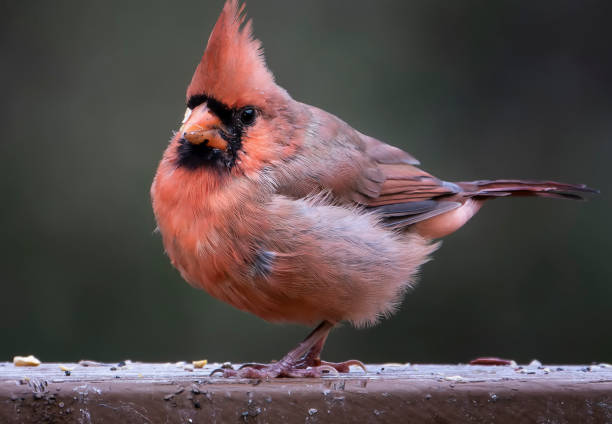 istock northern cardinal on the backyard bird bath 1430394846