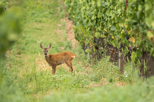 Young roe deer (Capreolus capreolus) (roe deer) wanders through viticulture in Gols, Burgenland, Austria, Europe
