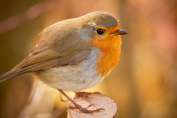 istock European Robin bird sitting on a branch 1430396588