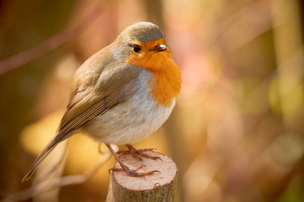 istock European Robin bird sitting on a branch 1430396589