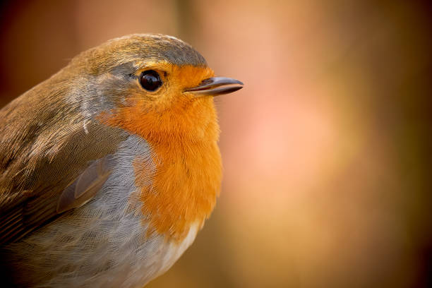 istock European Robin bird close-up 1430396590