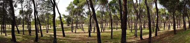 istock beautiful landscape of the forest 1430396693