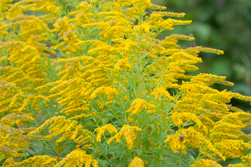 Goldenrod in a full bloom at the end of summer