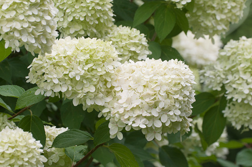 Hydrangea white flowers, close up photo with selective focus