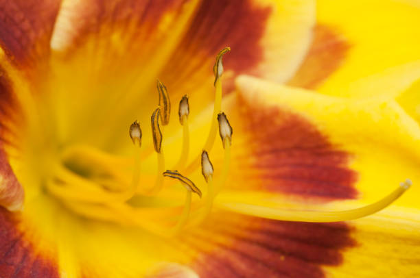 istock Blooming yellow daylilies in the garden 1430398053