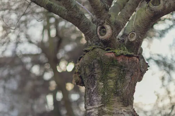 Photo of Tree with a funny thinking face. Early spring weather concept.