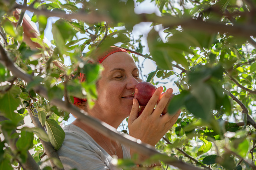 Women picking apple in apple orchard