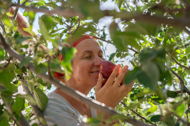 Women picking apple in apple orchard stock photo
