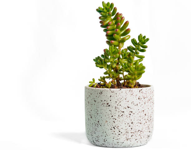 istock succulent in a quirky pot 1430400449