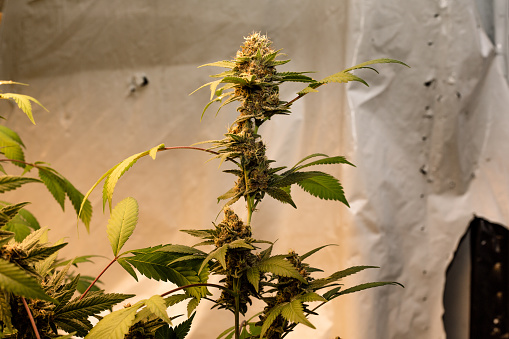 Premium indoor Cannabis bud being grown under LED lights in Cape Town, Western Cape, South Africa