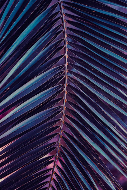 istock blue palm tree leaves, blue background 1430400517