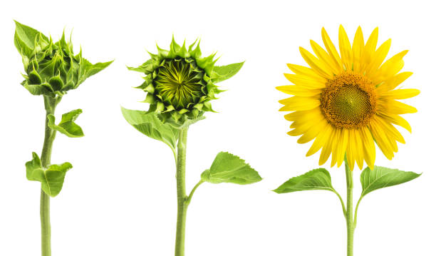 istock Growth stage of sunflower isolated on white background 1430400593