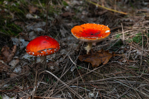 istock Forest mushroom. Mushrooms growing in the forest. 1430402406