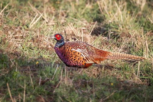 Pheasant bird