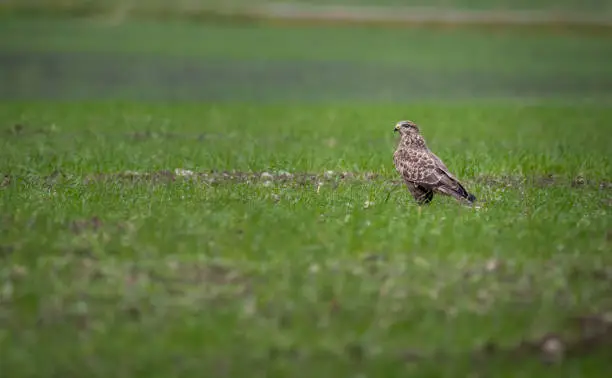 Common Buzzard ,Buteo Buteo, standing an agriculturar field