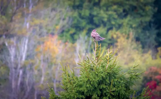 Common Buzzard ,Buteo Buteo,sitting on a tree top, fir-tree