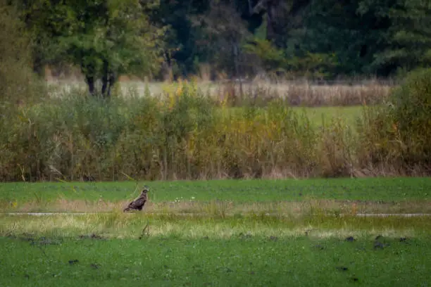 Common Buzzard ,Buteo Buteo, standing an agriculturar field