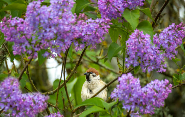 евразийская дерево виде ласточек - tree sparrow стоковые фото и изображения