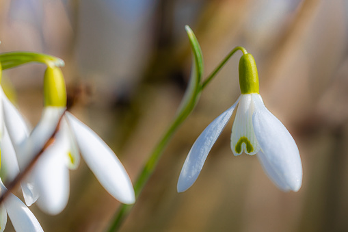 Snowdrop flower, extreme close-up photography