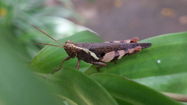 istock Little grasshopper in the meadow 1430406253