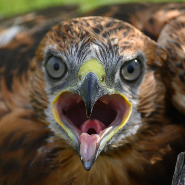 Long-legged Buzzard Buteo rufinus. Close up