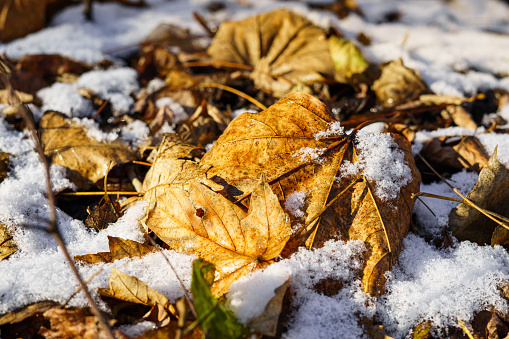 First snow in early winter or late fall, yellow leaves lying on the ground.