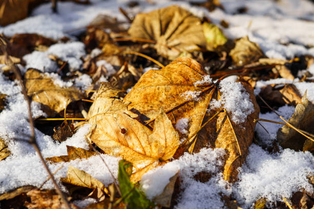 Photo of Yellow fallen leaves among the first snowfall.