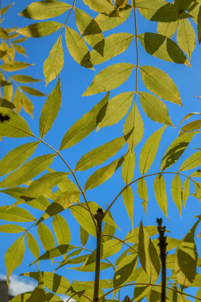 istock Yellow leaves against the blue sky close-up 1430410824