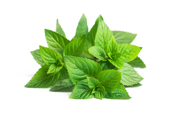 istock Fresh green  mint leaves  isolated on white background 1430411050