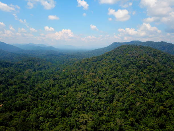 istock Rainforst and River-Taman Negara National Park 1430412533