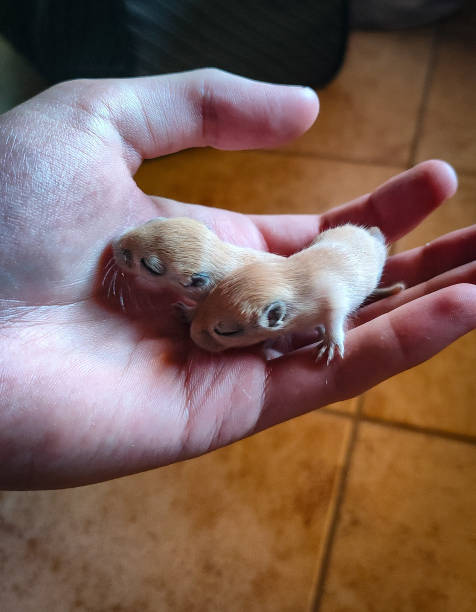 いくつかの素敵な小さな新生児スナネズミ - mouse gerbil standing hamster ストックフォトと画像