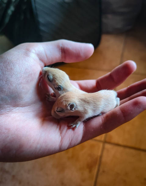 いくつかの素敵な小さな新生児スナネズミ - mouse gerbil standing hamster ストックフォトと画像