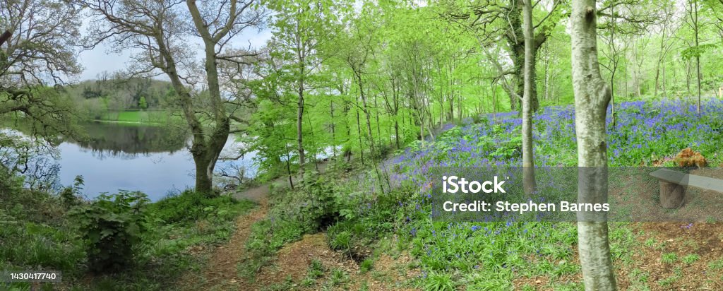 Bluebells in a forest beside a lake. Northern Ireland Stock Photo