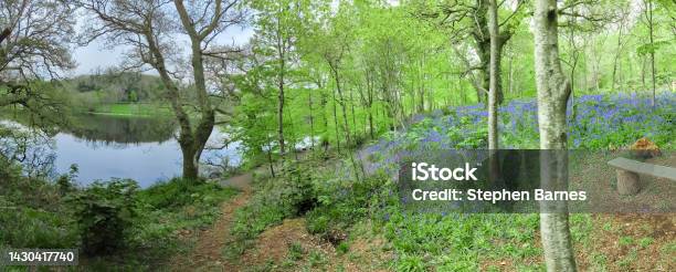 Bluebells In A Forest Beside A Lake Stock Photo - Download Image Now - Northern Ireland, Rural Scene, Summer