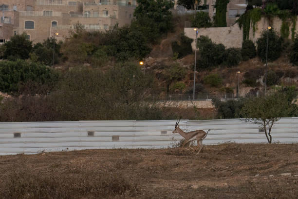 A Gazelle in Jerusalem, Israel