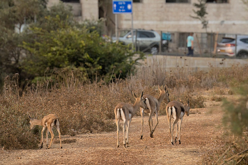 Urban nature:A group of gazelles walking on a path in a valley among the buildings of Jerusalem, Israel.