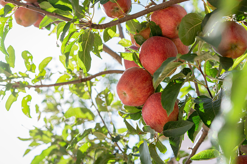 Apple trees in the orchard almost at harvest time