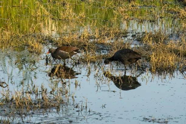 istock A Common Moorhen and a Eurasian Coot Foraging at Dawn 1430418013