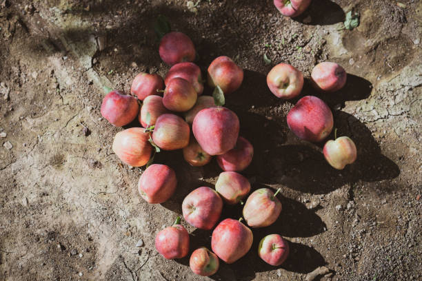 stos jabłek na ziemi - apple rotting bad apple fruit zdjęcia i obrazy z banku zdjęć