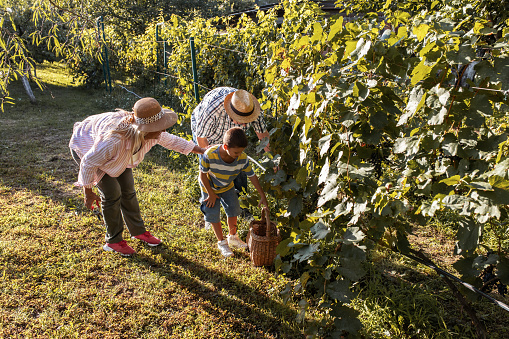 Grandparents and their grandson collecting grapes from the vineyard.