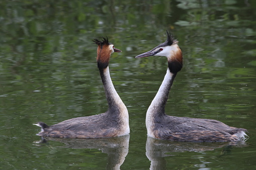 Grebes are small to medium-sized water birds, characterised by their pointed bills (long and dagger-like in larger species), round bodies, tiny tails and legs set far back on the body.\n\nThe legs are flattened and the toes have broad, leaf-like lobes, so that the forward stroke underwater has minimum drag but the backward stroke can exert maximum pressure for forward movement. They are expert swimmers and divers but unable to walk on dry land. They build floating nests anchored to aquatic vegetation. Many other species are found almost worldwide.