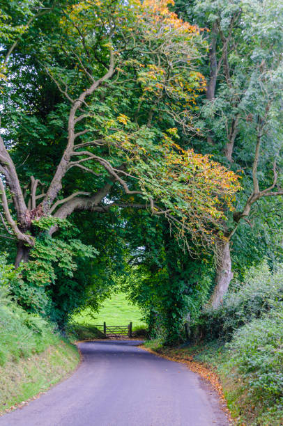istock A rural road bends to the right as it passes underneath some very old trees. 1430419088