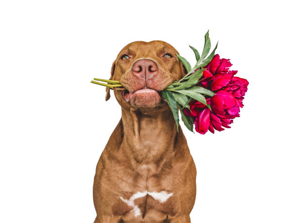istock Lovable, pretty brown puppy and bright flowers 1430420393