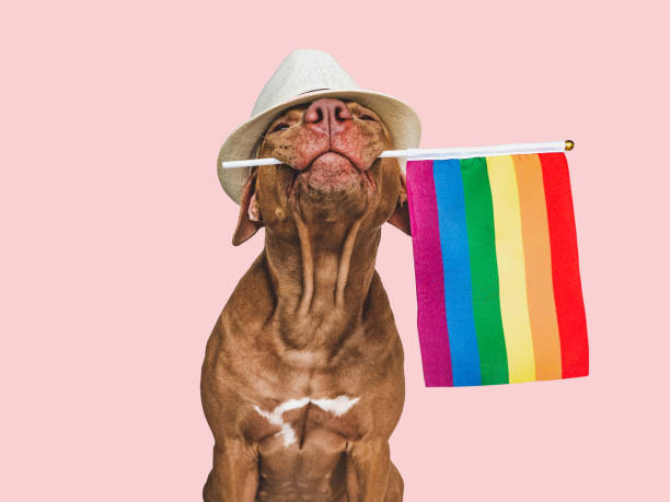 istock Lovable, pretty dog and Rainbow Flag. Closeup 1430421086