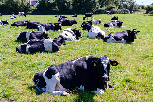 Cows lying down in a field while ruminating (chewing the cud).